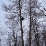 Первое гнездо подорлика