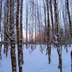Возвращение в сумерках