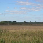 С дороги журавли видны и без бинокля.